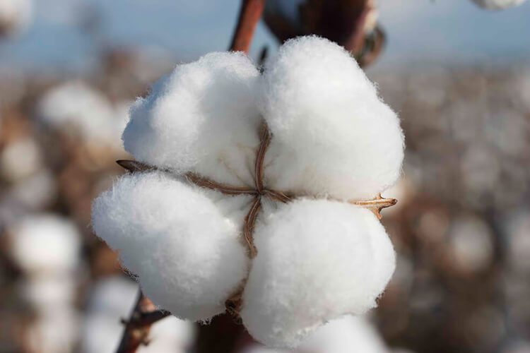 Palmpring organic cotton